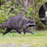 Nagranie pokazało niezwykłe polowanie wilka. Minister mówi: 'Nareszcie!"