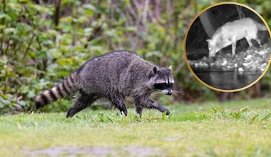 Nagranie pokazało niezwykłe polowanie wilka. Minister mówi: 'Nareszcie!"