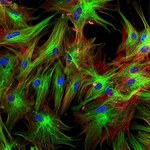 Nagroda Nobla w dziedzinie fizjologii i medycyny - jak nasze komórki wykrywają poziom tlenu?