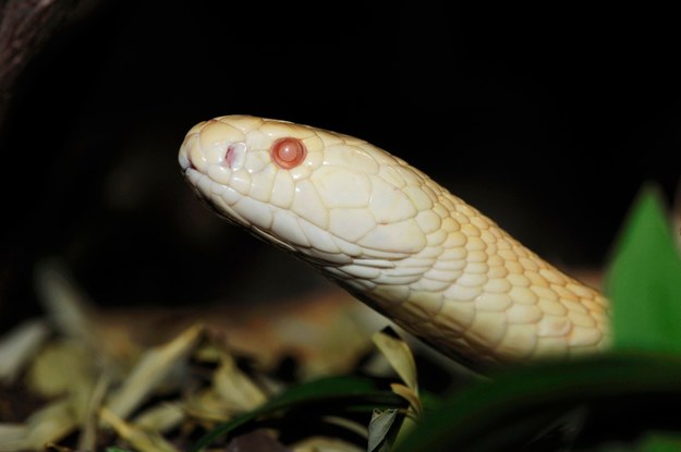 Naja kaouthia, czyli kobra nepalska / 	Huetter, C.    /PAP/EPA
