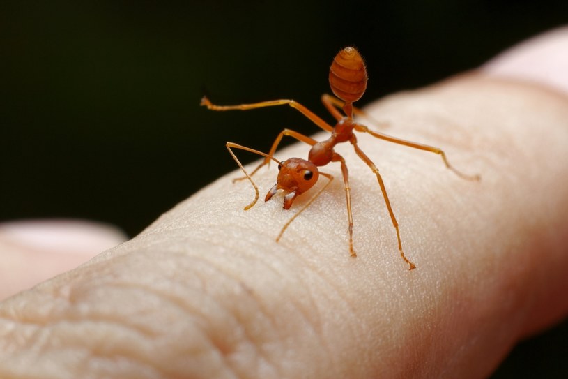 Najbardziej agresywne są czerwone mrówki – wścieklice zwyczajne, których ugryzienie jest bolesne i pozostawia ślady /123RF/PICSEL