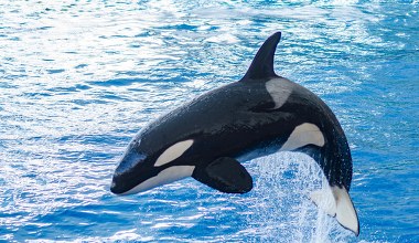 Najbardziej ofiarna matka? Matka orka. Karmi swoje potomstwo do końca życia