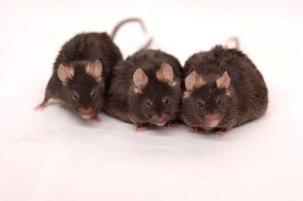 Najbardziej podatne na działanie wirusa są młode myszy /AFP