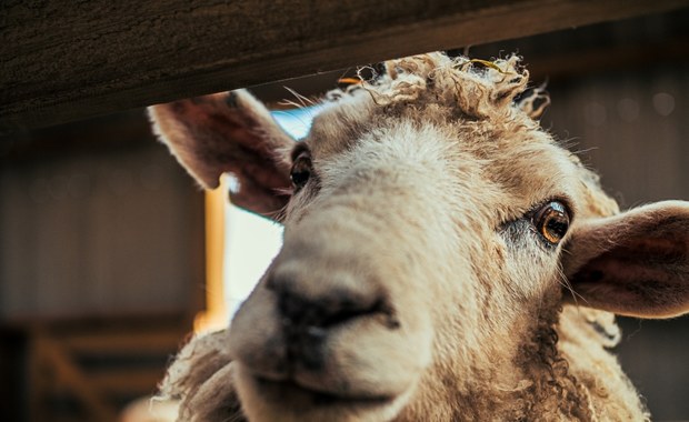 "Najbardziej samotna owca" uwięziona przez dwa lata na klifie