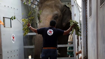 "Najbardziej samotny słoń świata" znalazł azyl w Kambodży