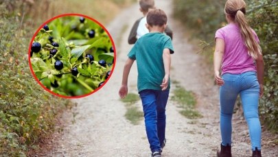 Najbardziej zdradliwa roślina w Polsce. Jej owoce kuszą zwłaszcza dzieci