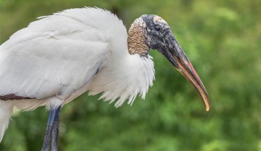 Najbrzydsze bociany świata skreślone z listy. Przyrodnicy protestują