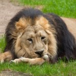 Najcenniejsze lwy świata zaczęły masowo umierać. Znamy przyczynę
