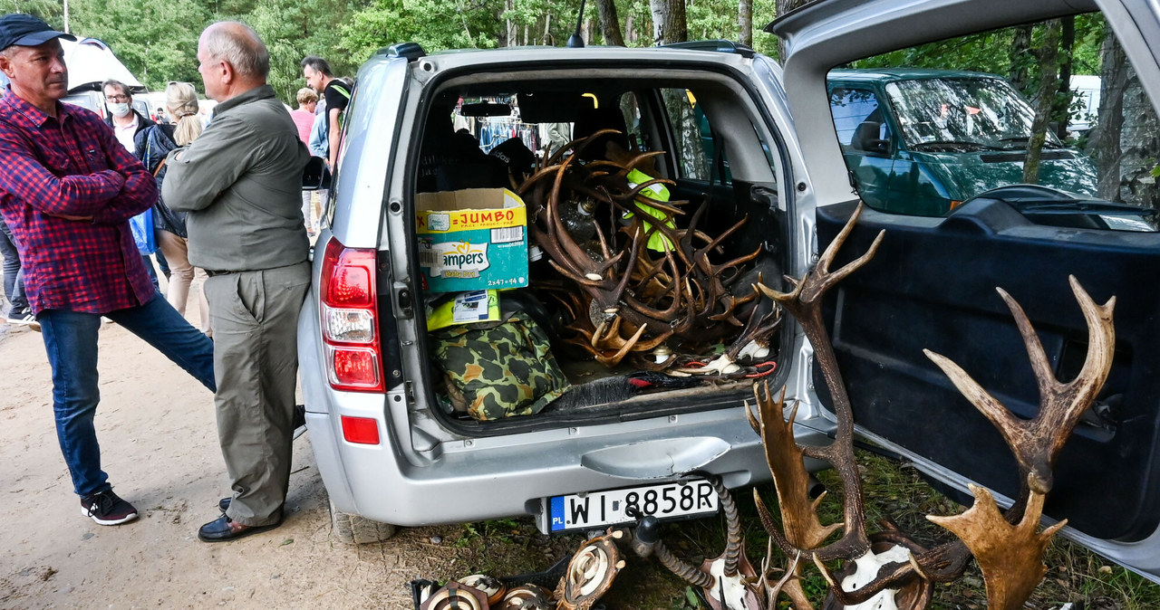 Najcenniejsze są poroża o nietypowej formie lub wyjątkowych gabarytach /Wojciech Laski /East News