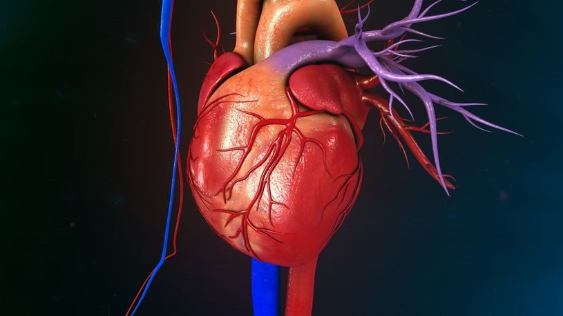 Najcięższy typ zawału serca, to zawał mięśnia sercowego z uniesieniem odcinka ST (STEMI) /123RF/PICSEL