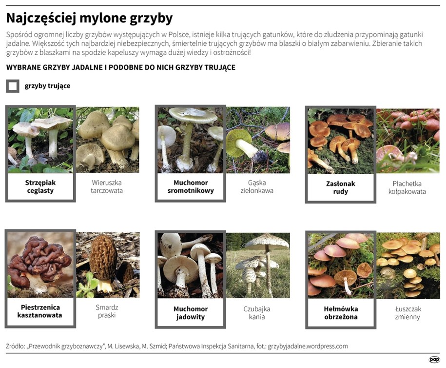 Najczęściej mylone grzyby /	Adam Ziemienowicz /PAP