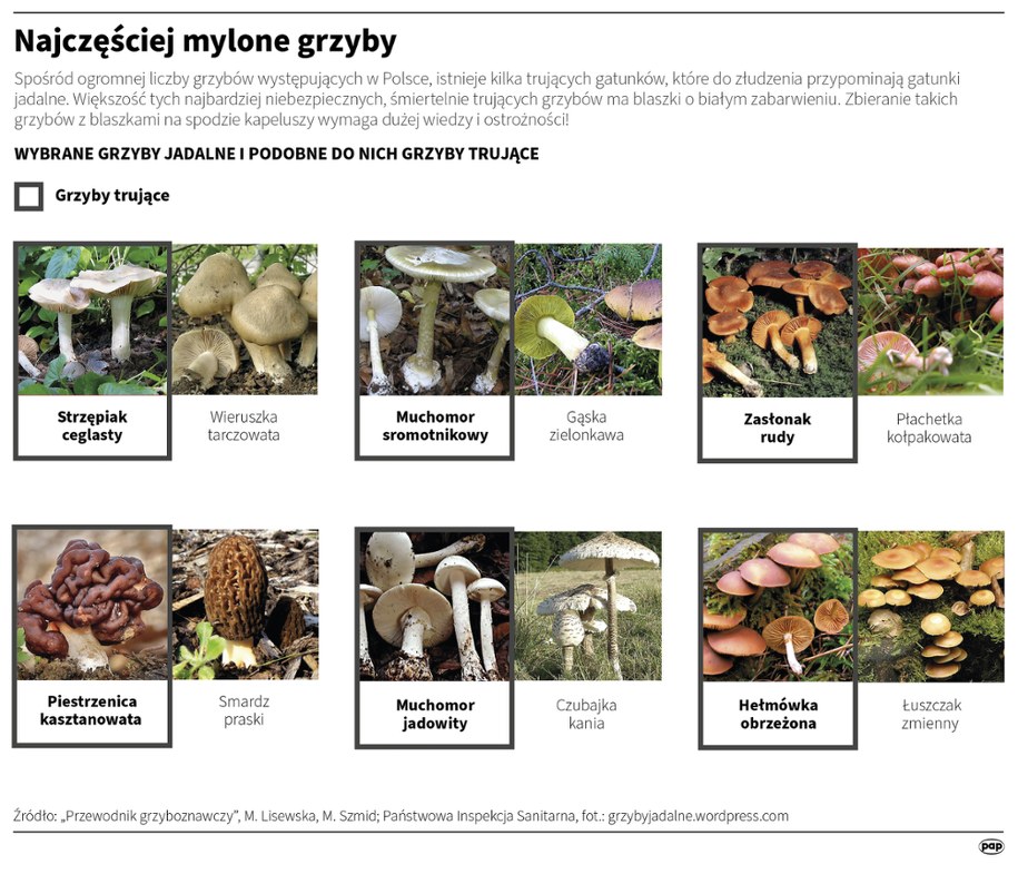 Najczęściej mylone grzyby /	Adam Ziemienowicz /PAP