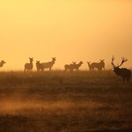 Najczęściej spotkamy ją jesienią. Jak powstaje mgła?