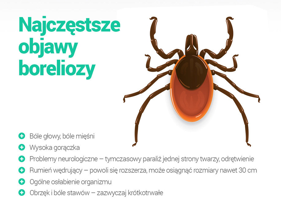 Jak Odroznic Borelioze Od Rzs Coraz więcej zachorowań na boreliozę - Twojezdrowie.pl