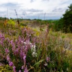 Najdalej wysunięte na zachód miasto w Polsce. Słynie z wyjątkowego rezerwatu