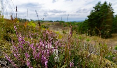 Najdalej wysunięte na zachód miasto w Polsce. Słynie z wyjątkowego rezerwatu