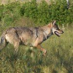 Najdłuższa wędrówka wilka po Europie. Metoda śledzenia zaskakuje