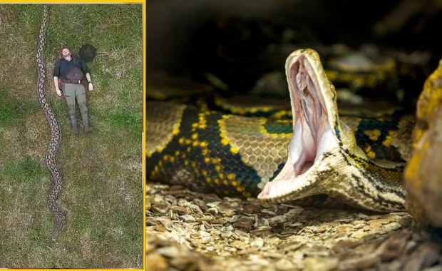 Najdłuższy dziki wąż świata mierzy więcej niż 6 wózków sklepowych w rzędzie 