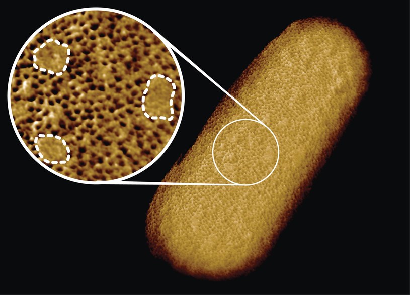 Najdokładniejsze zdjęcie E.coli w historii /materiały prasowe