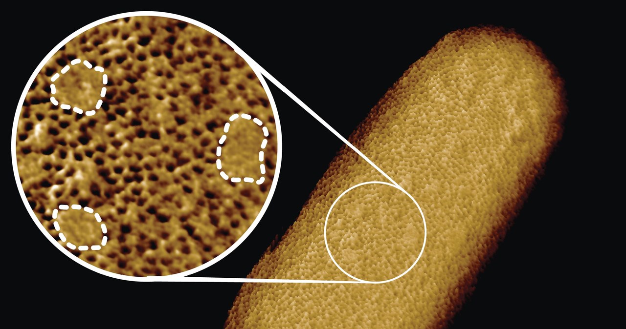 Najdokładniejsze zdjęcie E.coli w historii /materiały prasowe