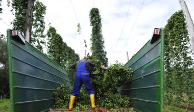 Najdroższe warzywo na świecie. Niemcy płacą 1000 euro za 1 kg, a Polacy traktują jak chwast