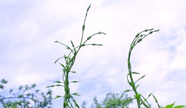 Najdroższe warzywo świata. W Polsce traktowane jak chwast