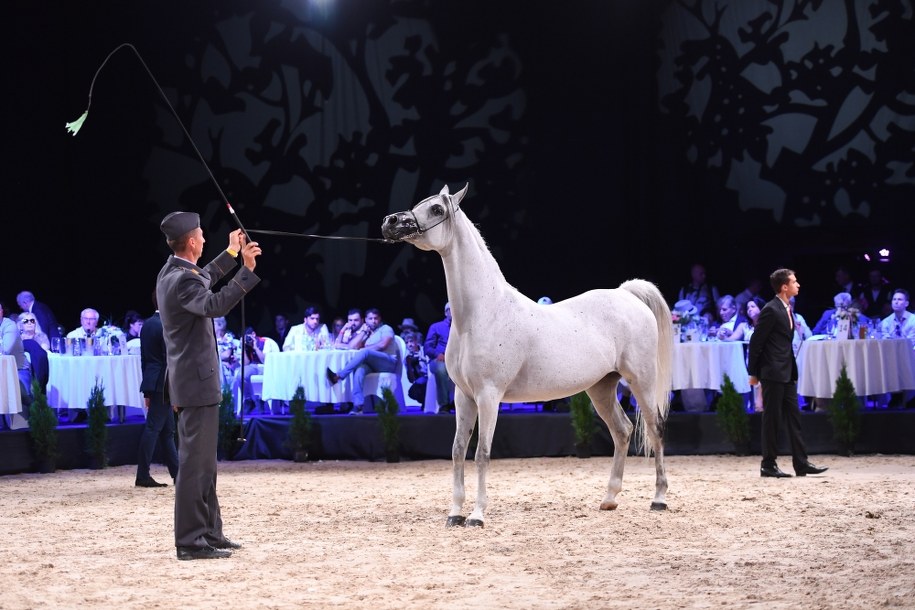 Najdroższy koń aukcji Pride of Poland w Janowie Podlaskim - klacz Parmana ze Stadniny Koni Michałów sprzedana za 180 tys. euro /Wojciech Pacewicz /PAP