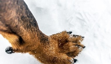 Najdroższy pies na świecie. Polak na szczeniaka pracowałby 156 lat