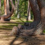 Najdziwniejszy las w Polsce. Dziesiątki krzywych drzew
