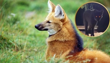 Najdziwniejszy wilk świata nagrany w parku. Scena jak z horroru