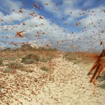 Najgorsza od ponad 60 lat plaga szarańczy na Madagaskarze