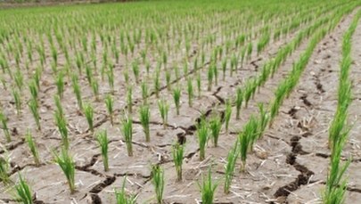Najgorsza od stu lat susza. Groźba klęski głodowej
