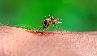 Najgroźniejsze zwierzę świata. Ma zmysł, który czyni je skutecznym łowcą