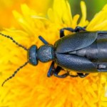 Najgroźniejszy owad w Polsce? Zaskakujące fakty o oleicy krówce