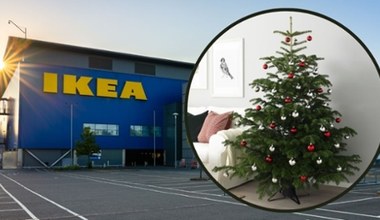 Najlepsza okazja na święta! Żywe choinki za 15 zł w IKEA! 