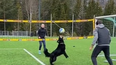 Najlepsza siatkarka wśród psów. Kiara pomaga utrzymać formę Mathiasowi Berntsenowi
