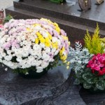 Najlepsze chryzantemy na Wszystkich Świętych. Które wytrzymają najdłużej?