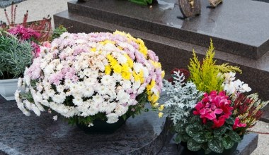 Najlepsze chryzantemy na Wszystkich Świętych. Które wytrzymają najdłużej?