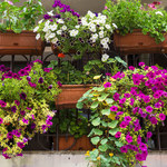 Najlepsze gatunki roślin na balkon