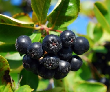 Najlepsze letnie sposoby, by... naturalnie obniżyć cholesterol