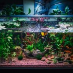 Najlepsze rośliny do akwarium. Hamują glony i oczyszczają wodę