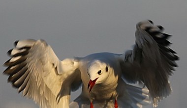 Najlepsze zdjęcia grudnia