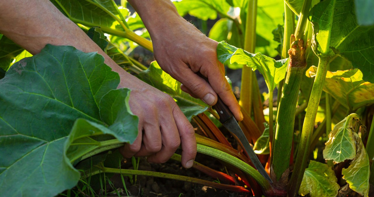 Najlepszy czas na pierwsze nawożenie przypada tuż po rozmarznięciu gleby. /123RF/PICSEL