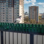 Najlepszy sposób na gołębie. Żaden nie usiądzie na balkonie