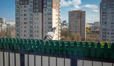 Najlepszy sposób na gołębie. Żaden nie usiądzie na balkonie