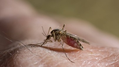 Najlepszy sposób na komary? 