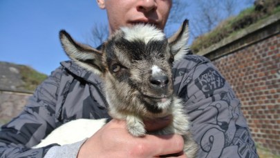 Najmłodsi mieszkańcy Fortu Gerharda