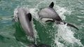 Najmniejsze delfiny świata giną na naszych oczach!