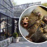 Najmniejsze małpki świata przyszły na świat w chorzowskim zoo