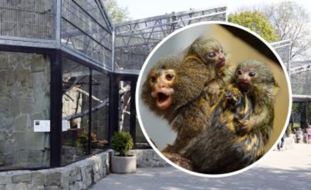 Najmniejsze małpki świata przyszły na świat w chorzowskim zoo